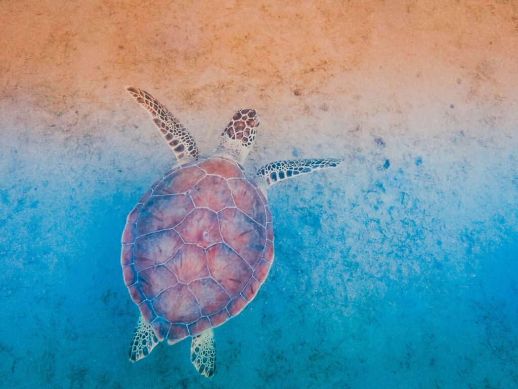 St Thomas, St John USVI, Ocean, Turtle